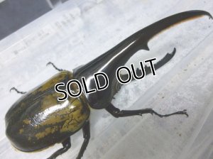 画像3: 今だけセール！超極太有名アウトライン！ヘラクレスヘラクレス☆♀68ミリ新成虫単品販売