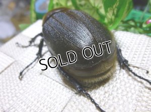 画像2: 今だけセール！超極太有名アウトライン！ヘラクレスヘラクレス☆♀68ミリ新成虫単品販売