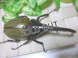画像2: 極太血統！Dh.ヘラクレス新成虫♂135ミリ単品角曲がり B品種親繁殖用に最適！