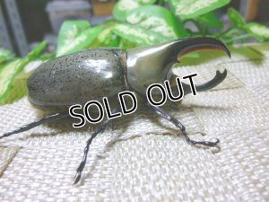 画像2: 白いカブトムシ！グラントシロカブト☆♂67ミリ単品販売 E