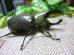 画像2: 白いカブトムシ！グラントシロカブト☆♂67ミリ単品販売 E (2)