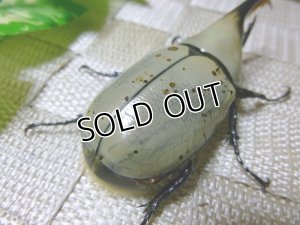 画像3: 白いカブトムシ！グラントシロカブト☆♂72ミリA-単品販売 D