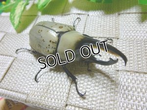 画像1: 白いカブトムシ！グラントシロカブト☆♂72ミリA-単品販売 D
