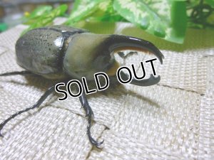 画像1: 白いカブトムシ！グラントシロカブト☆♂67ミリ単品販売 E