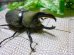 画像1: 白いカブトムシ！グラントシロカブト☆♂67ミリ単品販売 E (1)