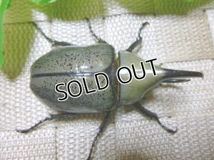 画像3: 白いカブトムシ！グラントシロカブト☆♂67ミリ単品販売 E