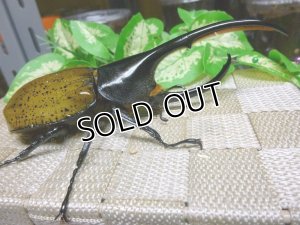 画像2: 50%OFF! ホワイトアイ血統！  パスコアリRSP C-LINE血統☆WB♂135ミリA-単品　