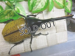 画像3: 50%OFF! ホワイトアイ血統！  パスコアリRSP C-LINE血統☆WB♂135ミリA-単品　