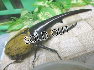 画像2: 超目玉商品！！2017年山陽オオクワ倶楽部　福袋 カブトムシ 15万円→10万コース限定 1セット