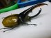画像3: 標本　ヘラクレスパスコアリオオカブト☆♂128ミリ (3)