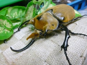 画像1: イイジマゾウカブト☆3令幼虫別血統ペア
