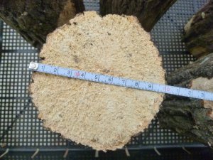 画像1: 色虫、ヒラタなど柔らかめを好む種に最適な産卵飼育材☆クヌギ Lサイズ１本の単価