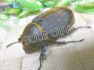 画像9: 極太大型希少血統！Dh.ヘラクレスオオカブト☆♂155ミリ♀71ミリA-・♀74ミリ新成虫トリオ販売