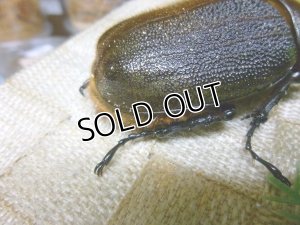 画像12: 極太大型希少血統！Dh.ヘラクレスオオカブト☆♂155ミリ♀71ミリA-・♀74ミリ新成虫トリオ販売