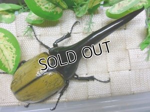 画像4: 極太大型希少血統！Dh.ヘラクレスオオカブト☆♂155ミリ♀71ミリA-・♀74ミリ新成虫トリオ販売