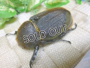 画像5: 極太大型希少血統！Dh.ヘラクレスオオカブト☆♂155ミリ♀71ミリA-・♀74ミリ新成虫トリオ販売