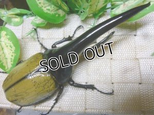 画像3: 極太大型希少血統！Dh.ヘラクレスオオカブト☆♂155ミリ♀71ミリA-・♀74ミリ新成虫トリオ販売