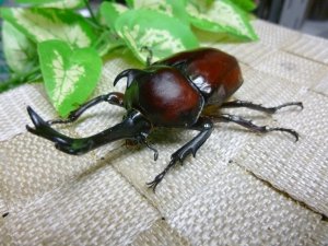 画像2: 国産カブトムシ☆♂Mサイズ♀フリーサイズ新成虫ペア