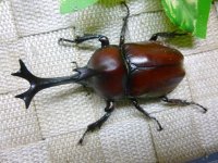 国産カブトムシ☆♂Mサイズ♀フリーサイズ新成虫 お得な２ペア