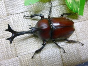 画像1: 国産カブトムシ☆♂Mサイズ♀フリーサイズ新成虫ペア