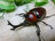 国産カブトムシ☆赤カブトピンクアイ ☆♂Lサイズ♀フリーサイズ(RR)新成虫ペア