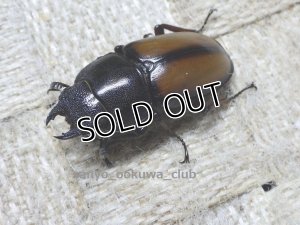 画像4: 4月14日 タンザニア便入荷！天然 ウムハンギノコギリ☆♂67ミリ♀32ミリペア