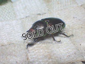 画像4: 美麗希少種！アエネアキンイロクワガタ☆♂28ミリ♀25ミリA-新成虫ペア