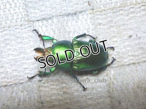 画像3: 美麗希少種！アエネアキンイロクワガタ☆♂28ミリ♀25ミリA-新成虫ペア