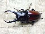 ドンキエール　ドンキエールコクワガタ（赤ドンキ）☆♂61ミリ♀41ミリ新成虫ペア