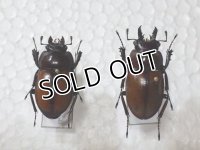標本　チャイロマルバネクワガタ（石垣島産）☆♂29ミリ♀27ミリペア