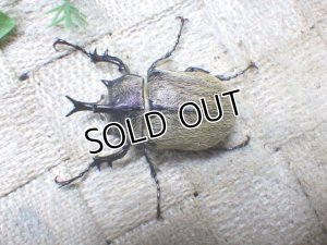 画像2: テルシテスヒメゾウカブト☆初、2令幼虫4頭セット