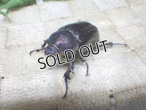 画像3: テルシテスヒメゾウカブト☆初、2令幼虫4頭セット