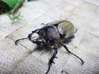 テルシテスヒメゾウカブト☆初、2令幼虫4頭セット