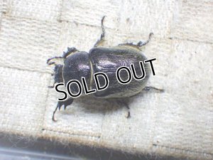 画像4: テルシテスヒメゾウカブト☆初、2令幼虫4頭セット