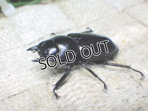 画像2: ウエストウッディ( Lower Subansiri)産☆♀37ミリ新成虫単品（2025年ブリード用）