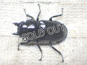 画像1: ウエストウッディ( Lower Subansiri)産☆♀37ミリ新成虫単品（2025年ブリード用）