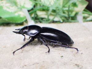 画像3: ウエストウッディ( Lower Subansiri)産☆♀39ミリ新成虫単品　(2)