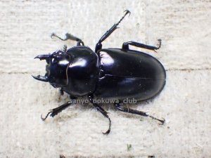 画像1: ウエストウッディ( Lower Subansiri)産☆♀39ミリ新成虫単品　(2)