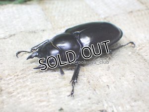 画像2: ウエストウッディ( Lower Subansiri)産☆♀41ミリ新成虫単品（2025年ブリード用）