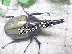 画像1: スプリングセール 20%OFF!  Dh.ヘラクレス（パチセラス血統）☆♂91ミリ♀63ミリ新成虫別血統ペア
