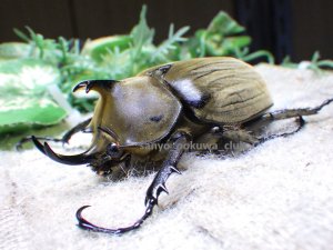 画像1: 貴重種！アヌビスゾウカブト☆初、2令幼虫4頭セット