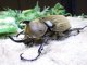 貴重種！アヌビスゾウカブト☆初、2令幼虫4頭セット