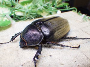 画像2: 貴重種！アヌビスゾウカブト☆初、2令幼虫4頭セット