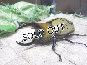画像1: スプリングセール 20%OFF!  天然からのF3 ヒルスシロカブト☆♂76ミリ♀56ミリ新成虫ペア  No.1