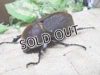 4月22日入荷！　Dh.ヘラクレスオオカブト☆♀66ミリ新成虫単品　(9)