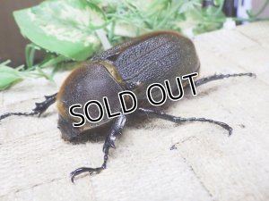 画像1: 4月22日入荷！　Dh.ヘラクレスオオカブト☆♀66ミリ新成虫単品　(9)