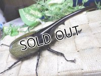 4月22日入荷！　Dh.ヘラクレスオオカブト☆♂134ミリ新成虫単品　(4)