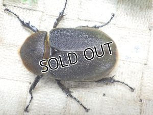 画像3: 4月22日入荷！　Dh.ヘラクレスオオカブト☆♀66ミリ新成虫単品　(9)