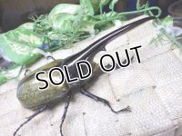 4月22日入荷！　Dh.ヘラクレスオオカブト☆♂120ミリ新成虫単品　(2)