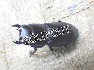画像2: 即ブリ!!  スキットオオクワ☆♂27ミリ♀23ミリ新成虫別血統ペア